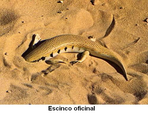 Escinco oficinal.jpg